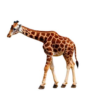 Giraffe Walking In Mist Png 12 PNG image