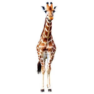 Giraffe With Birds PNG Lnm