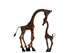 Giraffeand Calf Affection PNG image