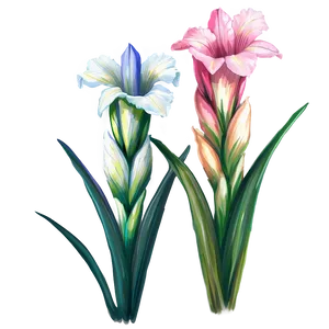 Gladiolus Flower Line Drawing PNG 05252024
