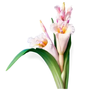 Gladiolus Flower Line Drawing PNG 55