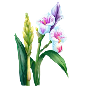 Gladiolus Flower Line Drawing PNG 93