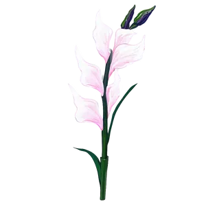 Gladiolus Flower Line Drawing PNG Qxa67