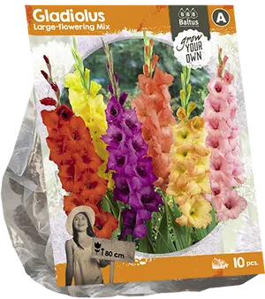 Gladiolus Large Flowering Mix Seeds Package PNG