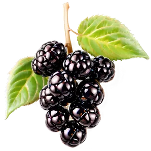 Glistening Blackberry PNG 05232024