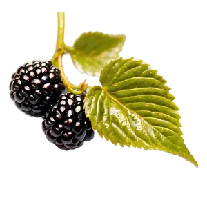 Glistening Blackberry PNG 05232024