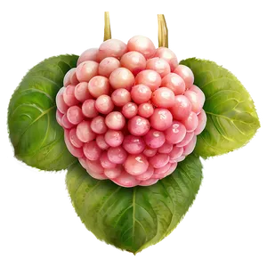 Glistening Fresh Lychee Png 86 PNG image