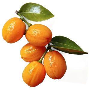 Glistening Kumquat PNG Igq31