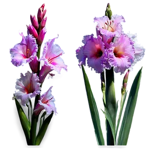 Glorious Gladiolus PNG 06252024