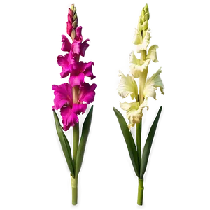 Glorious Gladiolus PNG 06252024 PNG