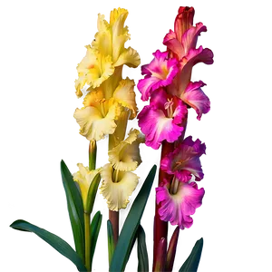 Glorious Gladiolus Png 14 PNG image