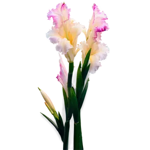 Glorious Gladiolus PNG Mji41 PNG