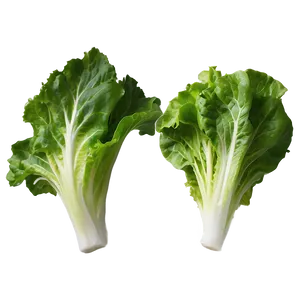 Glossy Lettuce Leaf Png Mwp43 PNG image