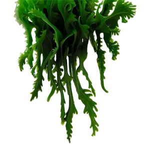 Glossy Seaweed Sticker PNG Lmj85