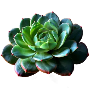 Glossy Succulent Png 05242024 PNG image