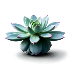 Glossy Succulent Png Oyn PNG image