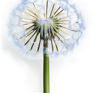 Glowing Dandelion PNG Dbx PNG