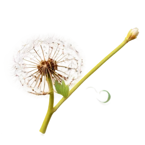 Glowing Dandelion PNG Kpv