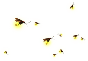 Glowing Fireflies Night Illustration PNG image