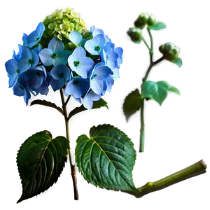 Glowing Hydrangea Png 05242024 PNG image