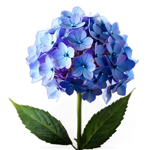 Glowing Hydrangea Png 05242024 PNG image