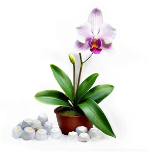 Glowing Orchid PNG 05242024 PNG