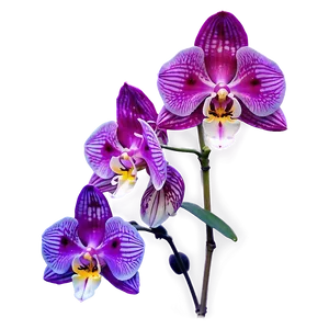 Glowing Orchid PNG Bdv PNG