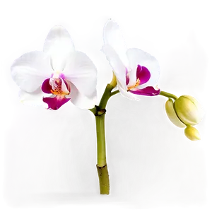 Glowing Orchid PNG Dka PNG