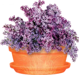 Glowing Pot Purple Flowers PNG image