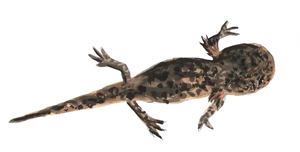 Glowing Salamanderin Darkness