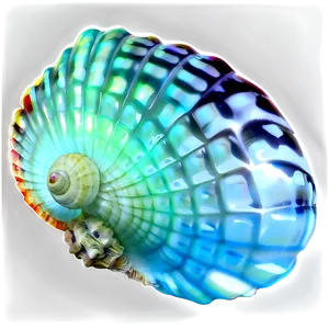 Glowing Shell Night Png Qsw PNG image