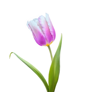 Glowing Tulip Png 05212024 PNG image