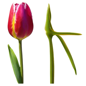 Glowing Tulip Png Wwd87 PNG image