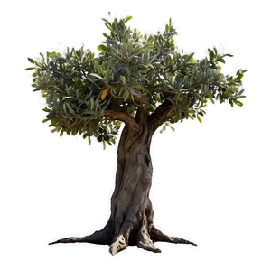 "gnarled Olive Tree PNG" 04302024