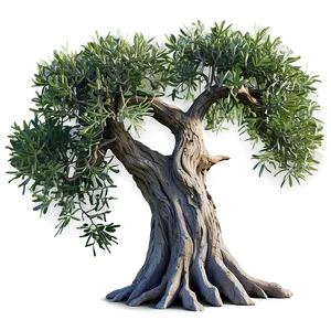 "gnarled Olive Tree PNG" 35