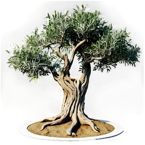 "gnarled Olive Tree PNG" 79