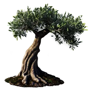 "gnarled Olive Tree PNG" Ewq