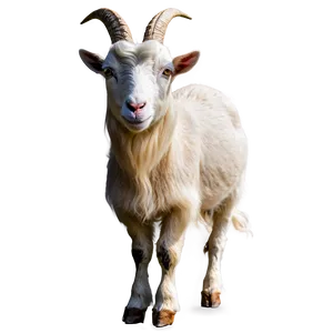 Goat Breed Png 05232024 PNG image
