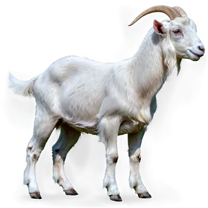 Goat Breed Png Aoj PNG image