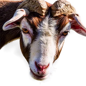 Goat Eating Png 67 PNG image