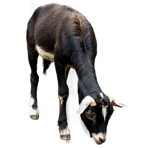 Goat Eating Png 98 PNG image