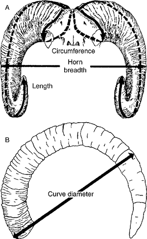 Goat Horn Measurements Diagram PNG image