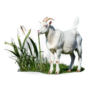 Goat In Field Png 05232024 PNG image