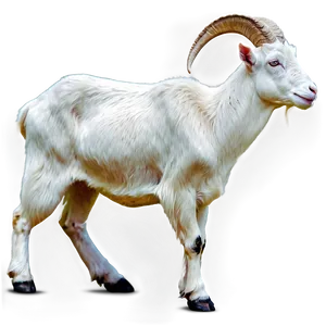 Goat Side View Png Prl25 PNG image