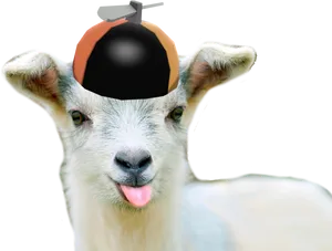Goat Wearing Bomb Hat PNG image