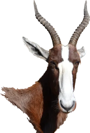 Goatwith Prominent Horns PNG image