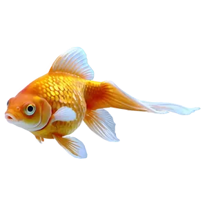 Gold Goldfish PNG 13
