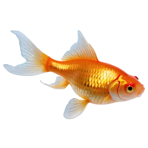 Gold Goldfish PNG Kbd13