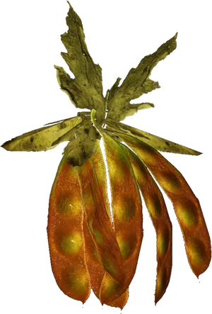 Golden Bean Podwith Leaves PNG image