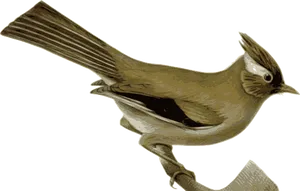 Golden Brown Bird Illustration